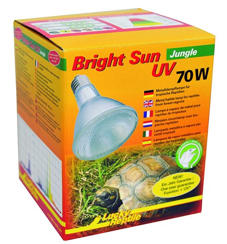 Lucky reptile bright sun - lucky,