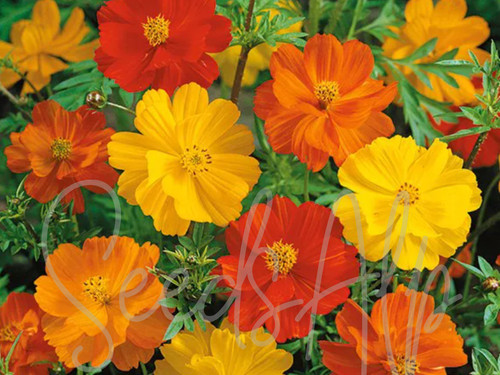 500 semi cosmea bright - 500,